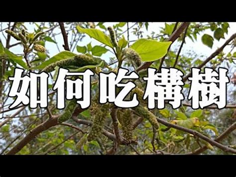 鹿仔入藥構樹功效|構樹 – 葫蘆中醫藥資訊網